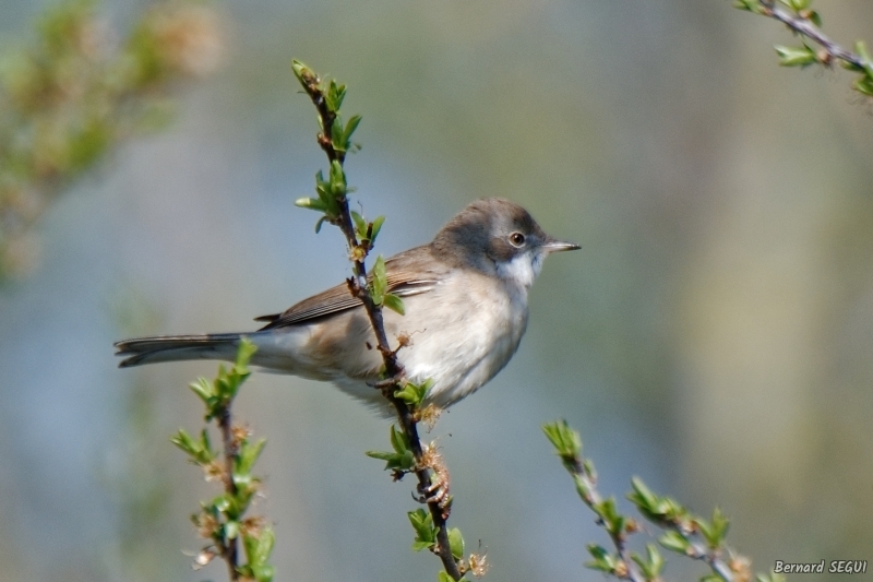 Photo Oiseaux Fauvette grisette