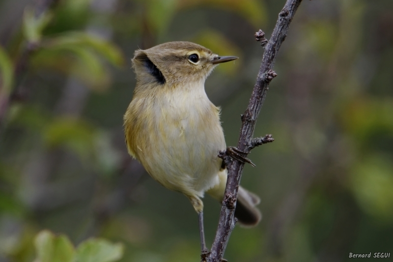 Photo Oiseaux Pouillot véloce (Phylloscopus collybita)