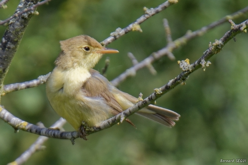 Photo Oiseaux Hypolais polyglotte