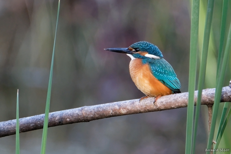 Photo Oiseaux Martin pêcheur d'Europe (Alcedo atthis)