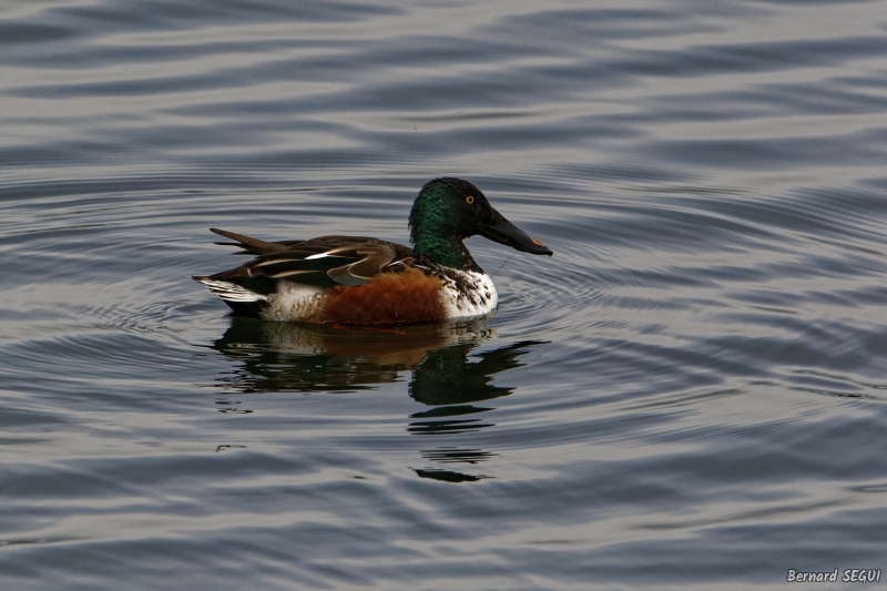 Photo Oiseaux Canard souchet (Anas clypeata)