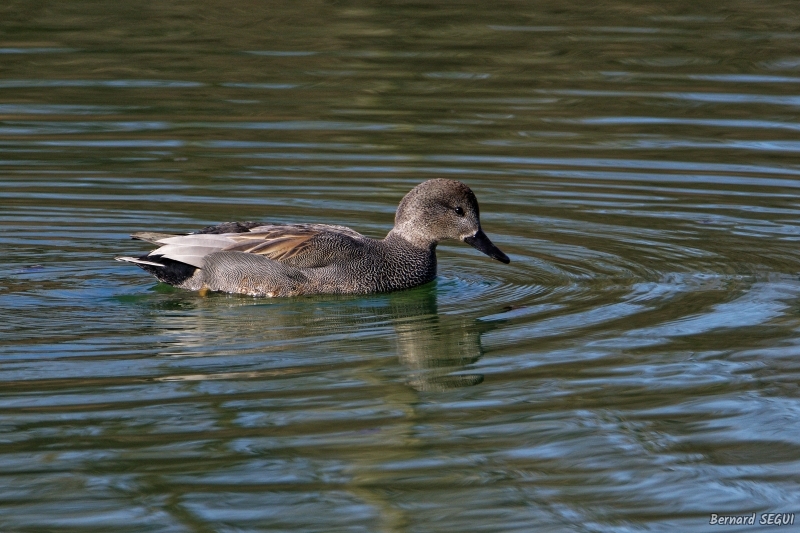 Photo Oiseaux Canard chipeau (Mareca strepera)