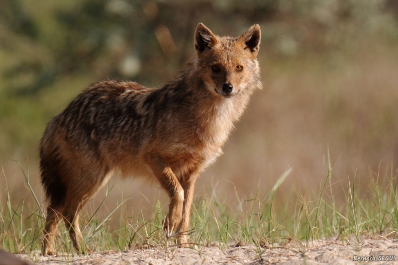 Photo Mammifères Chacal doré (Canis aureus)