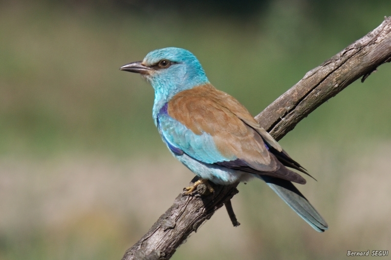 Photo Oiseaux Rollier d'Europe (Coracias garrulus)