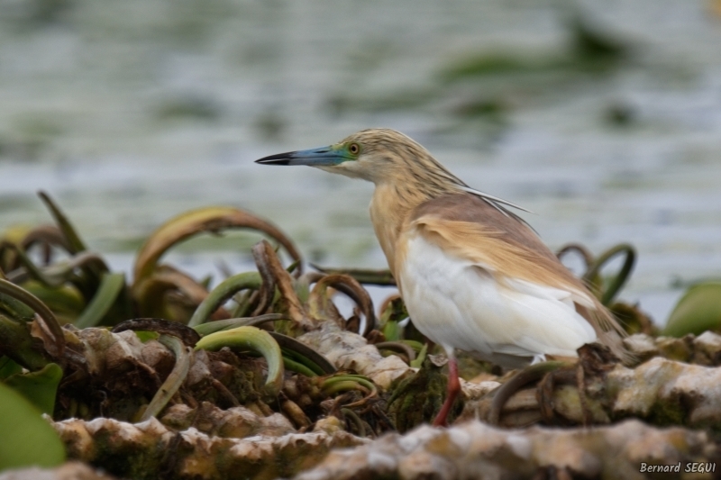 Photo Oiseaux Crabier chevelu (Ardeola ralloides)