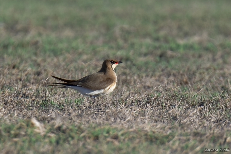 Photo Oiseaux glaréole à collier