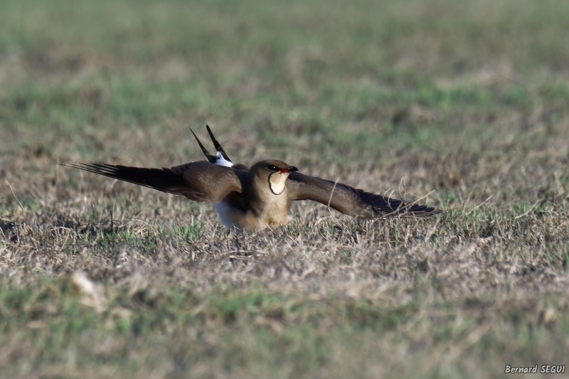 Photo Oiseaux glaréole à collier