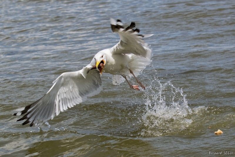 Photo Oiseaux  Goéland pontique 