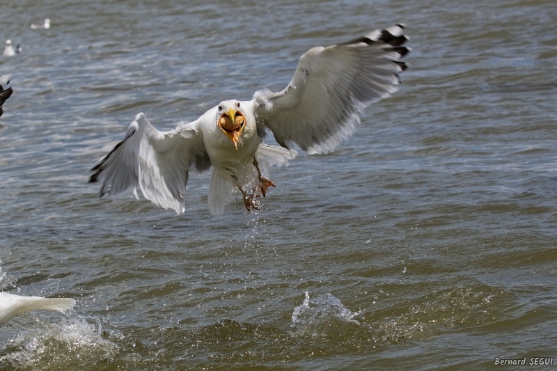 Photo Oiseaux  Goéland pontique 