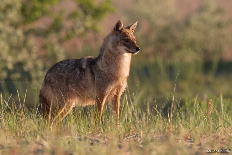 Photo Mammifères Chacal doré (Canis aureus)