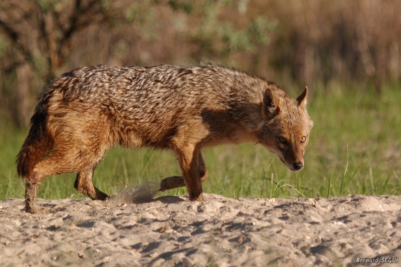 Photo Mammifères Chacal doré (Canis aureus)