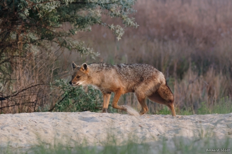 Photo Mammifères Chacal doré (Canis aureus)