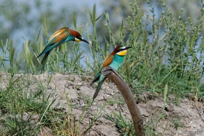 Photo Oiseaux guepier d'europe