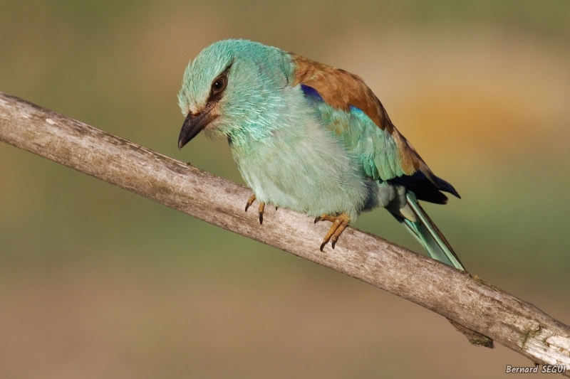 Photo Oiseaux Rollier d'Europe (Coracias garrulus)