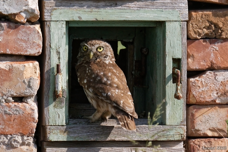 Photo Oiseaux chouette cheveche 