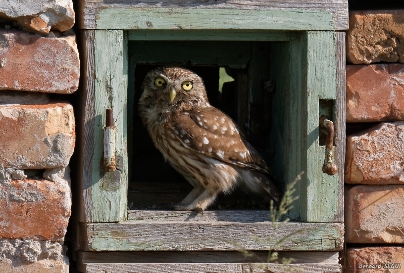 Photo Oiseaux chouette cheveche 