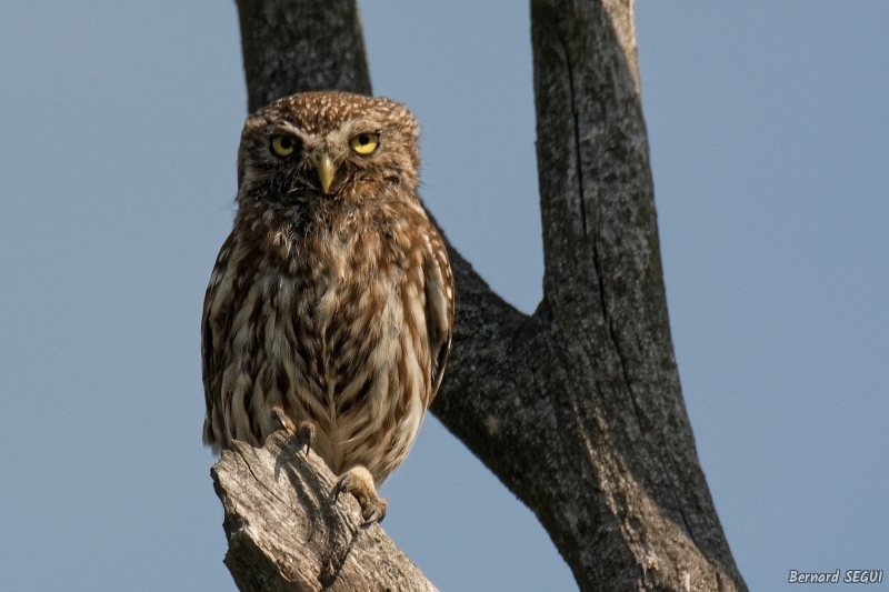 Photo Oiseaux chouette cheveche 