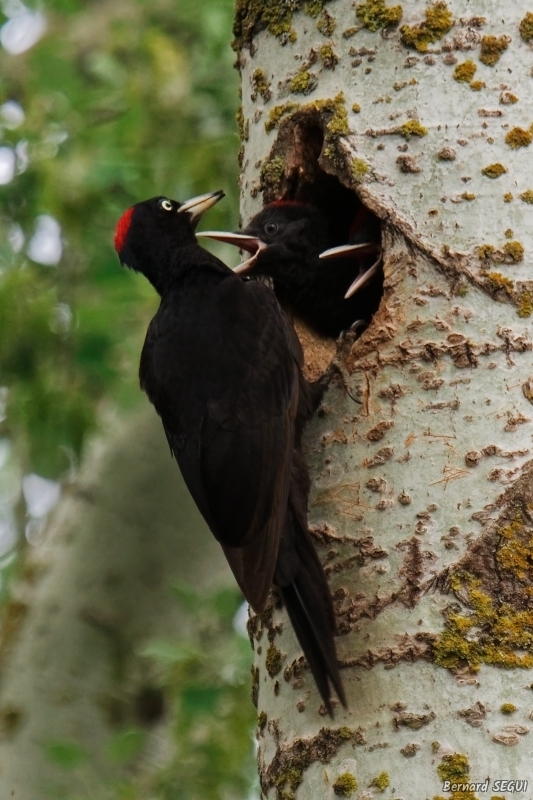 Photo Oiseaux Pic noir