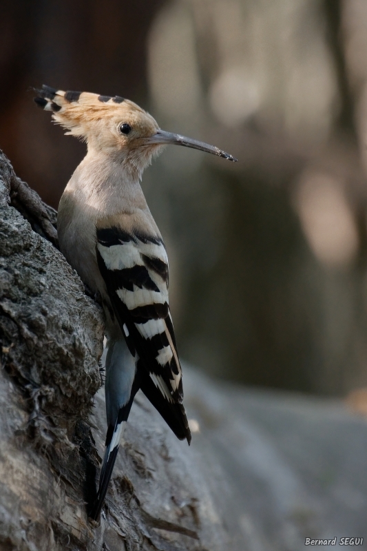 Photo Oiseaux Huppe fasciée (Upupa epops)