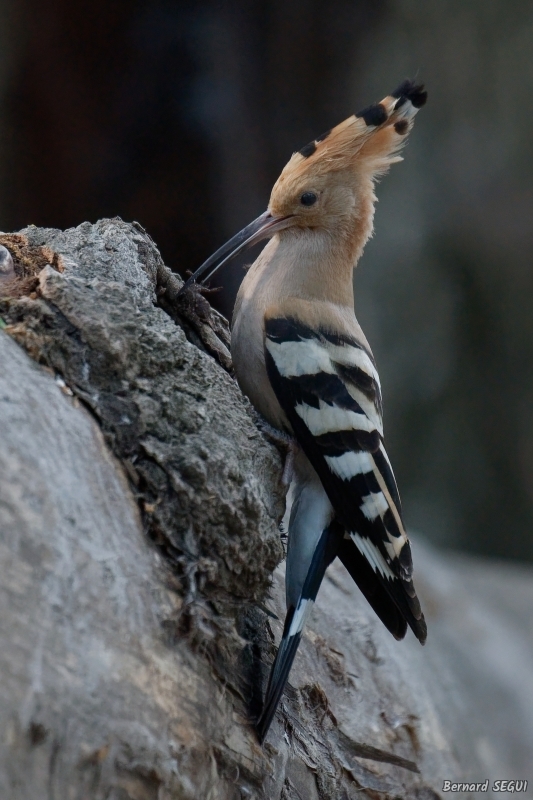 Photo Oiseaux Huppe fasciée (Upupa epops)