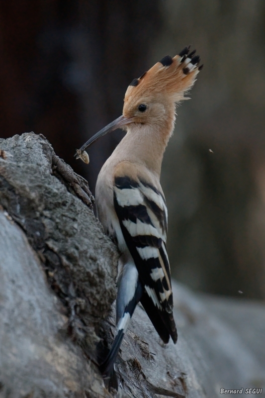 Photo Oiseaux Huppe fasciée (Upupa epops)