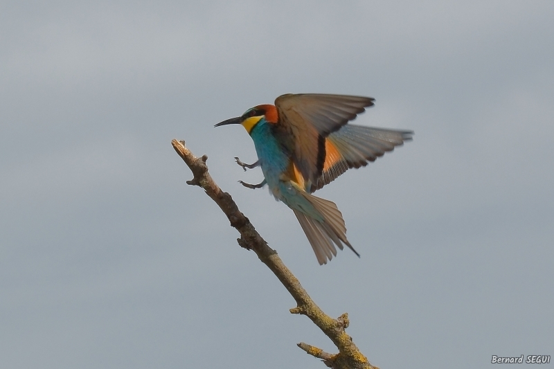 Photo Oiseaux guepier d'europe