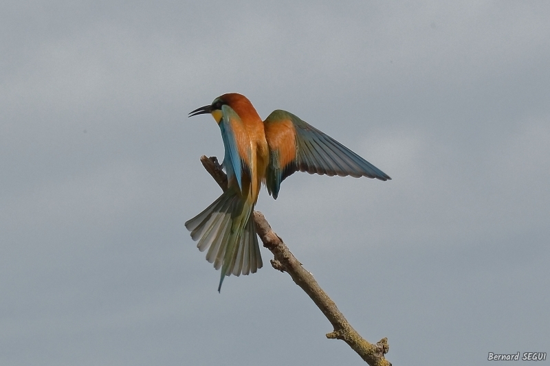 Photo Oiseaux guepier d'europe