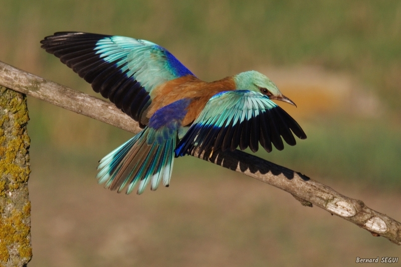 Photo Oiseaux Rollier d'Europe (Coracias garrulus)