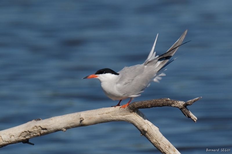 Photo Oiseaux Sterne pierregarin