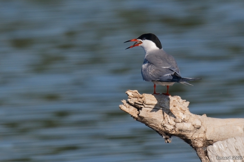 Photo Oiseaux Sterne pierregarin