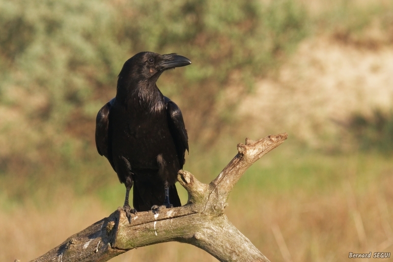 Photo Oiseaux Grand corbeau