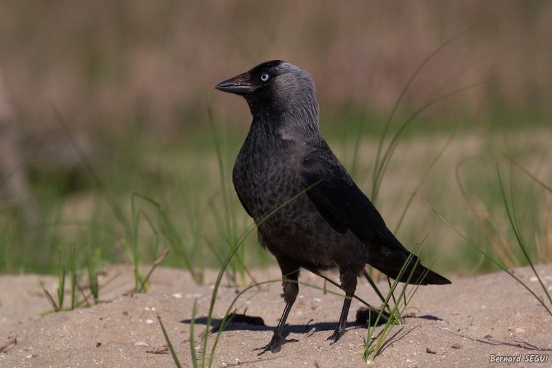 Photo Oiseaux Choucas des tours