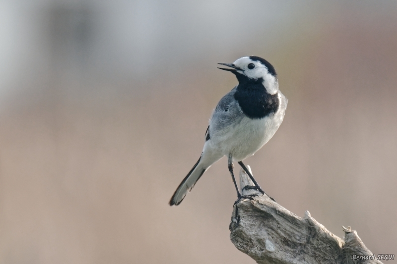 Photo Oiseaux Bergeronnette grise (Motacilla alba)