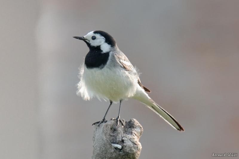 Photo Oiseaux Bergeronnette grise (Motacilla alba)