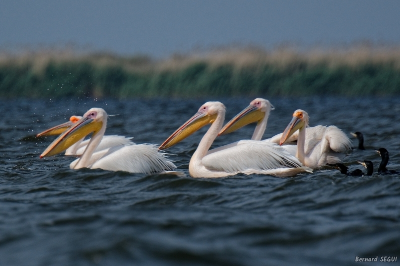 Photo Oiseaux Pélican blanc (Pelecanus onocrotalus)