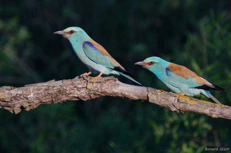 Photo Oiseaux Rollier d'Europe (Coracias garrulus)