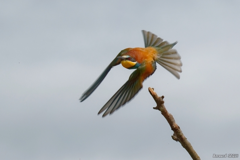 Photo Oiseaux guepier d'europe