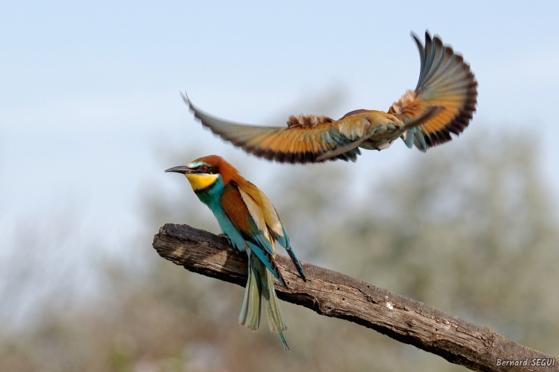 Photo Oiseaux guepier d'europe