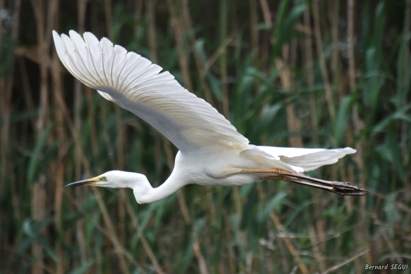 Photo Oiseaux Grande aigrette (Ardea alba)