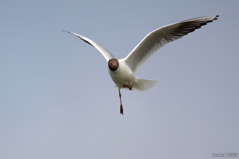 Photo Oiseaux Mouette rieuse (Chroicocephalus ridibundus