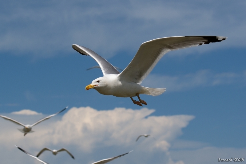 Photo Oiseaux  Goéland pontique 