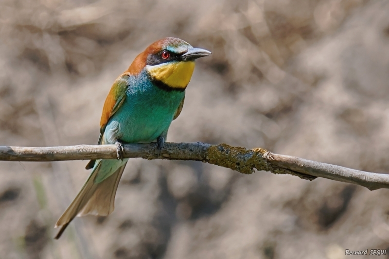 Photo Oiseaux guepier d'europe