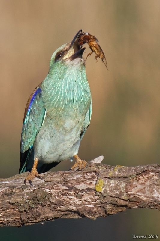 Photo Oiseaux Rollier d'Europe (Coracias garrulus)