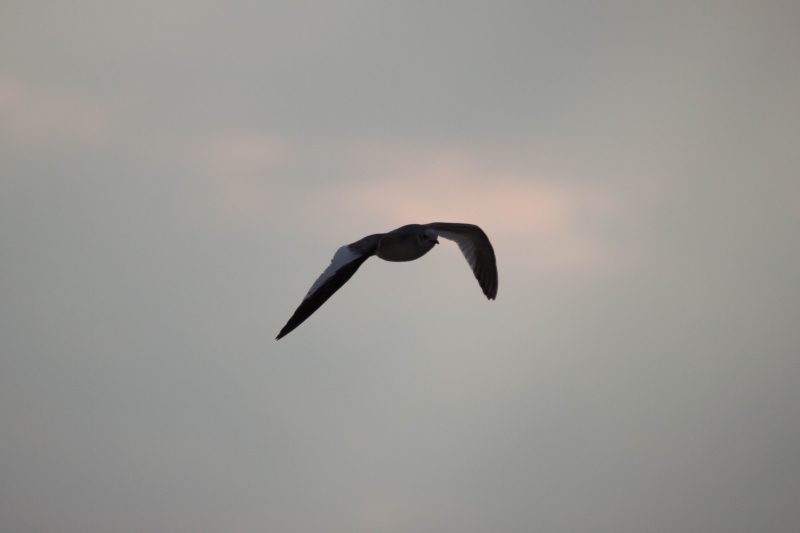 Oiseaux Mouette de Sabine 2eme annee