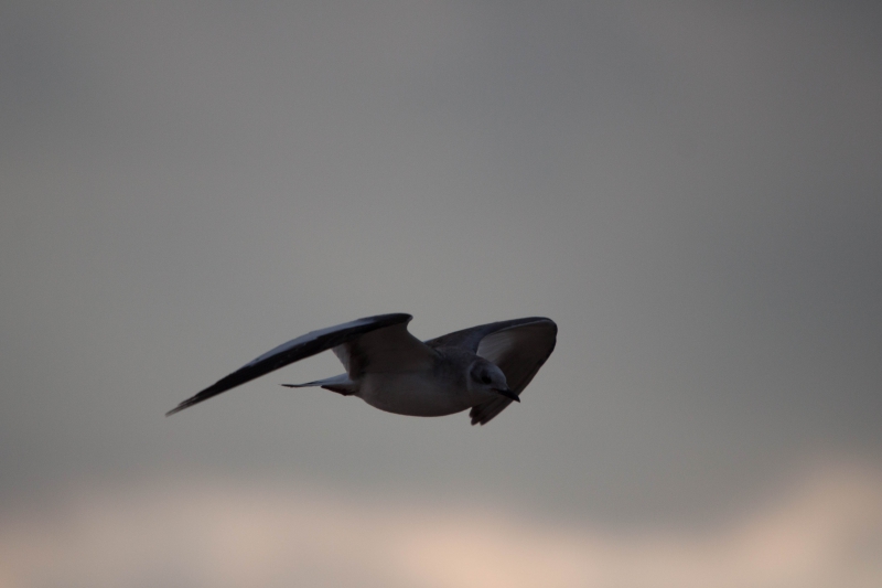 Oiseaux mouette de sabine