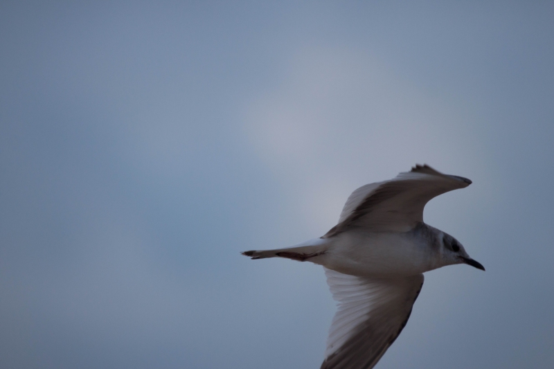 Oiseaux Mouette de Sabine 2eme année