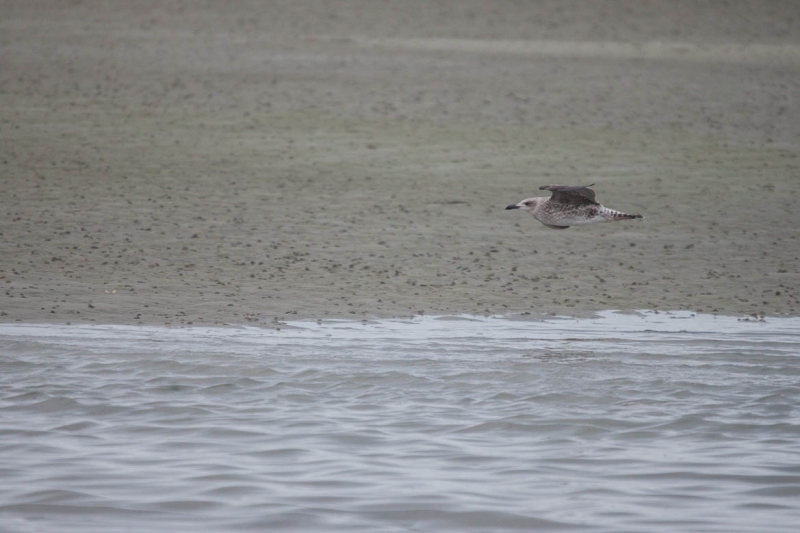 Oiseaux goeland brun 1er hiver