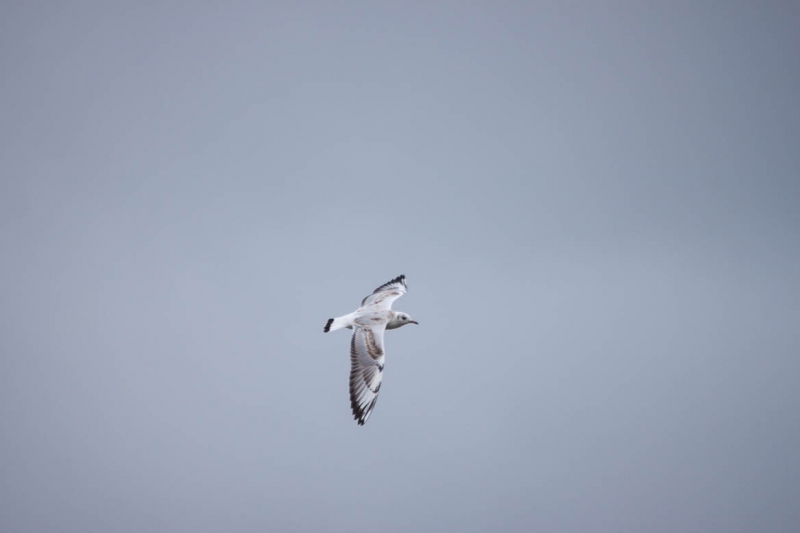 Oiseaux Mouette rieuse juvénile