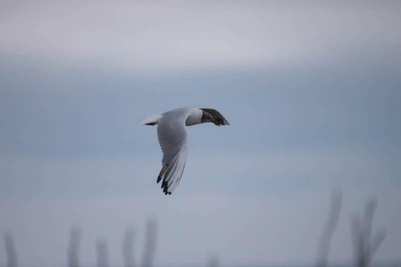 Oiseaux Mouette rieuse adulte