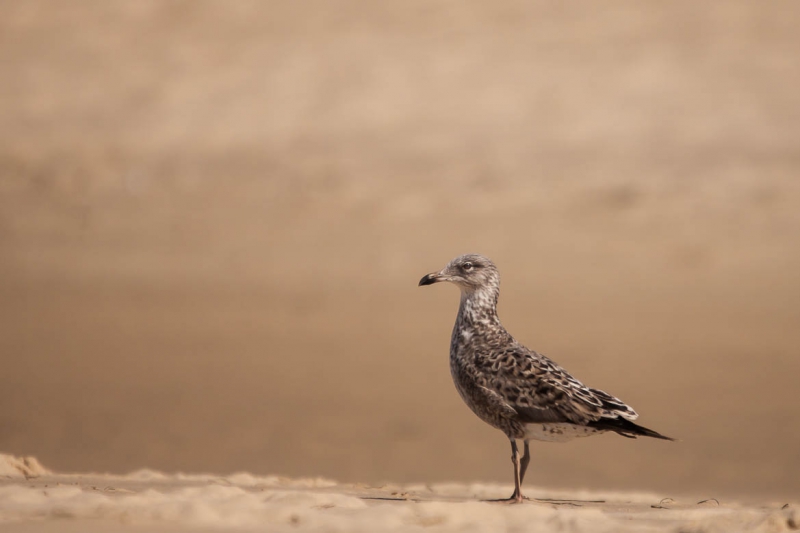 Oiseaux Goéland brun